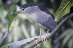 Black-crowned Night-Heron